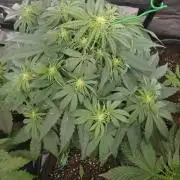 🛸Milky Way F1 RQS🦁