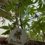 Divine Seeds Auto Northern Light #2