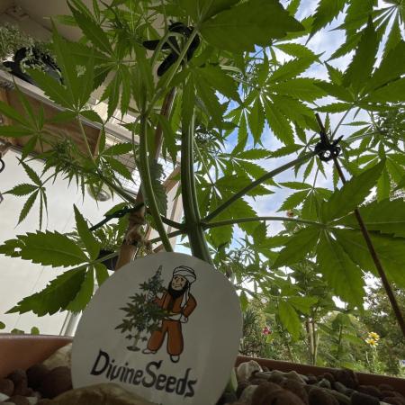 Divine Seeds Auto Northern Light #2