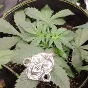 🥦Cime di Rap🥦 Zamnesia