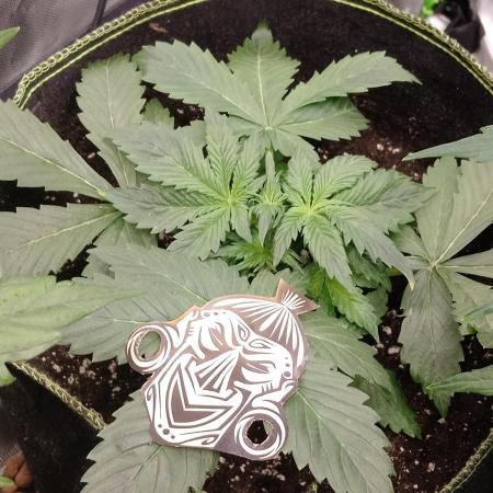 🥦Cime di Rap🥦 Zamnesia