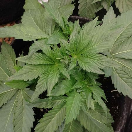 👑🦍Royal Gorilla Auto RQS🦁