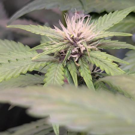 🍇Purple Opium auto-Divine Seeds