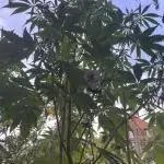 Divine Seeds Auto Fractal #2