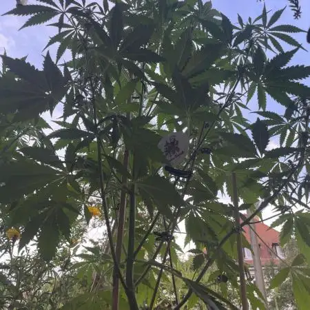 Divine Seeds Auto Fractal #2
