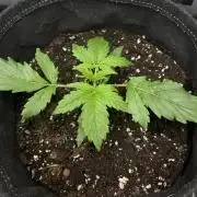 🛸Milky Way F1 RQS🦁