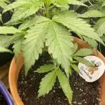 Divine Seeds Auto Fractal #2