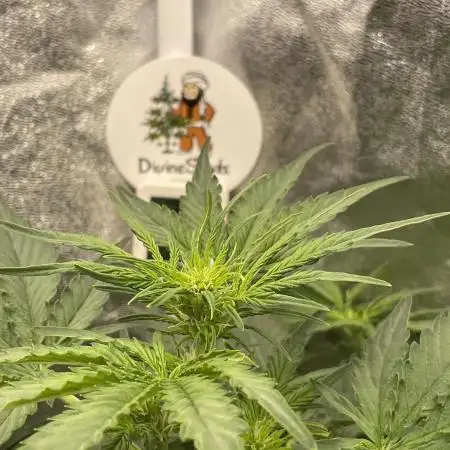 Divine Seeds Auto Northern Light
