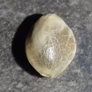 🤺Divine Rapier Auto DivineSeeds