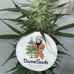 Divine Seeds Auto Fractal #2