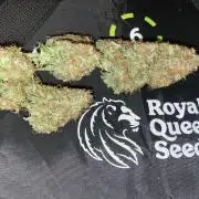 🛸Milky Way F1 RQS🦁