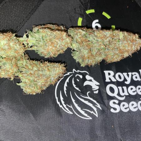 🛸Milky Way F1 RQS🦁