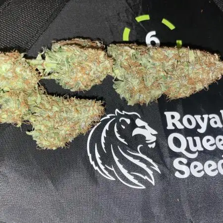 🛸Milky Way F1 RQS🦁