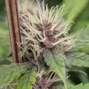 🍇Purple Opium auto-Divine Seeds