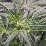 RQS🦁Cherry Pie 🍒🥧