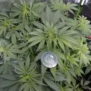 🧠💭Amnesia Haze Auto RQS🦁