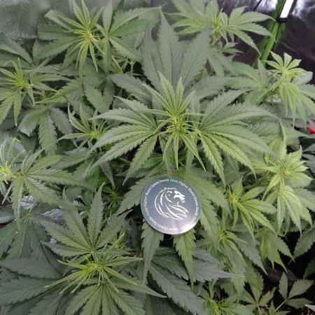 🧠💭Amnesia Haze Auto RQS🦁