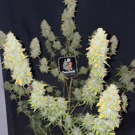 Divine Seeds Auto Black Opium