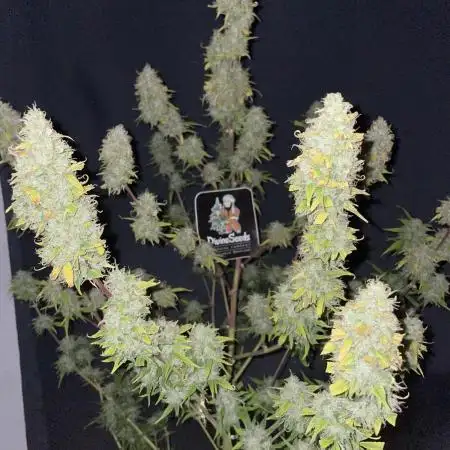 Divine Seeds Auto Black Opium