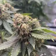 Zamnesia🥦Cime di Rap🥦
