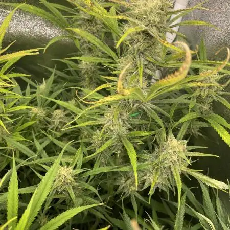 Divine Seeds Auto Fractal