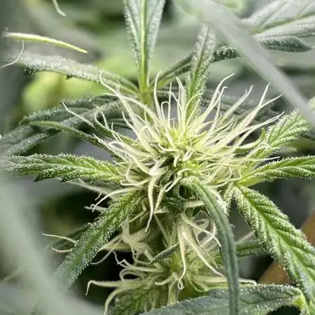 Divine Seeds Auto Moon Rock