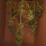 Royal bluematic indoor/outdoor