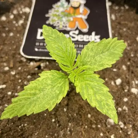 Divine Seeds Auto Black Opium