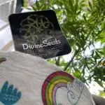 Divine Seeds Auto Black Opium #2