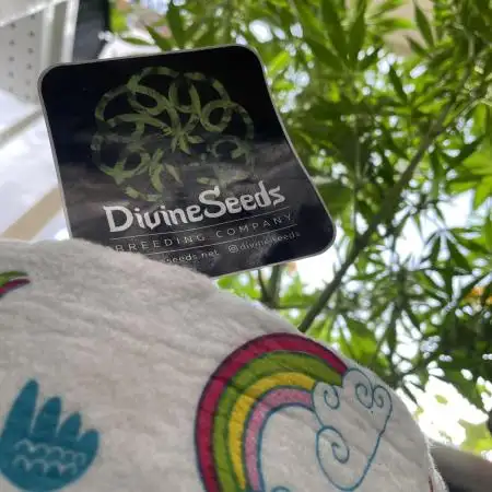 Divine Seeds Auto Black Opium #2