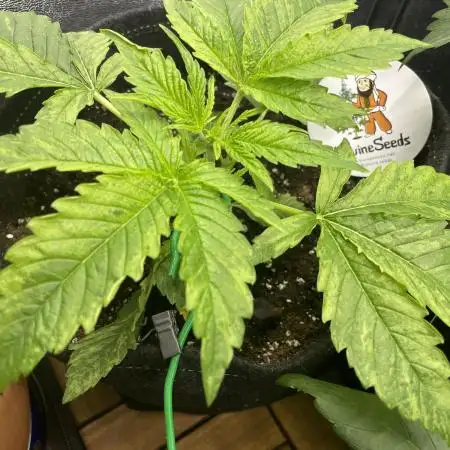 Divine Seeds Auto Black Opium