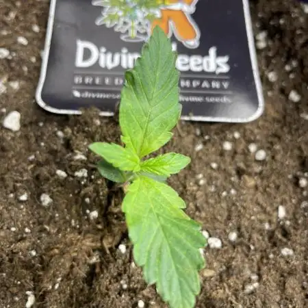 Divine Seeds Auto Black Opium #2