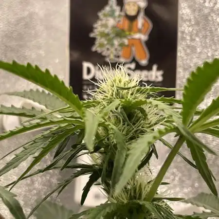 Divine Seeds Auto Northern Light