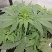 🛸Milky Way F1 RQS🦁