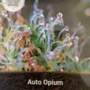 💣Opium Auto*Divine Seeds