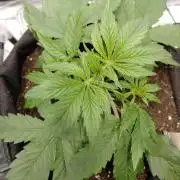 🛸Milky Way F1 RQS🦁