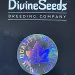 Divine Seeds Auto Black Opium #2