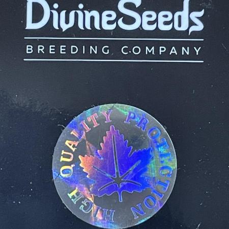 Divine Seeds Auto Black Opium #2