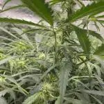 Divine Seeds Auto Moon Rock