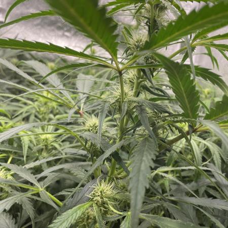 Divine Seeds Auto Moon Rock