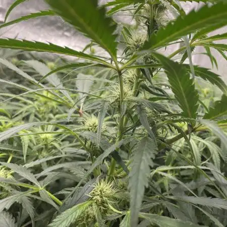 Divine Seeds Auto Moon Rock