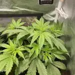 Divine Seeds Auto Fractal