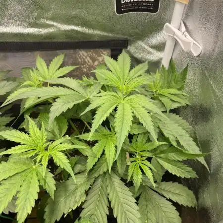 Divine Seeds Auto Fractal