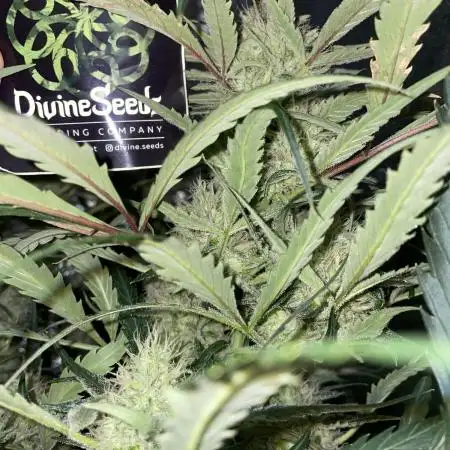 Divine Seeds Auto Moon Rock