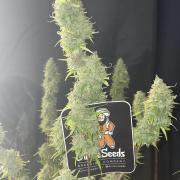 Divine Seeds Auto Black Opium