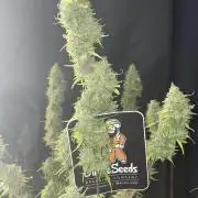 Divine Seeds Auto Black Opium