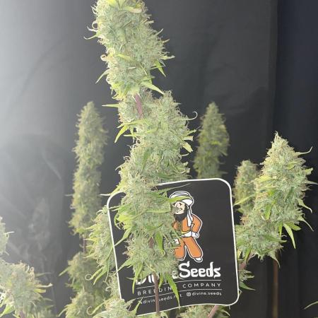 Divine Seeds Auto Black Opium