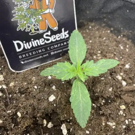 Divine Seeds Auto Northern Light
