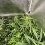 Divine Seeds Auto Fractal