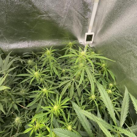 Divine Seeds Auto Fractal
